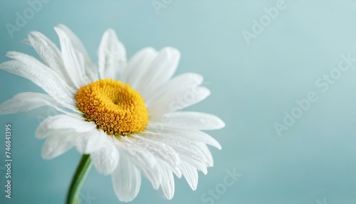 Beautiful chamomile daisy flower on neutral blue background. Minimalist floral concept with copy space. Creative still life summer, spring background