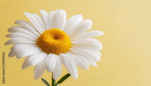 Beautiful chamomile daisy flower on neutral yellow background. Minimalist floral concept with copy space. Creative still life summer, spring background 