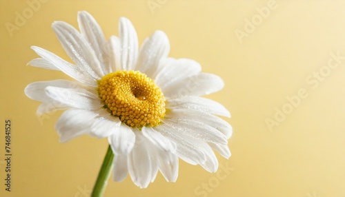 Beautiful chamomile daisy flower on neutral yellow background. Minimalist floral concept with copy space. Creative still life summer  spring background 