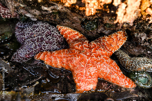 Colorful starfish in tide pools along the Oregon Coast in Lincoln City Oregon.   