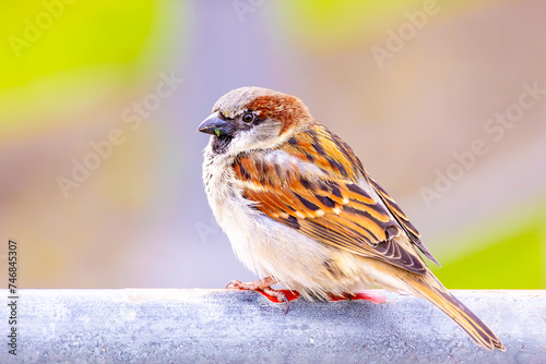 Very detailed close-up of a wild sparrow in the city