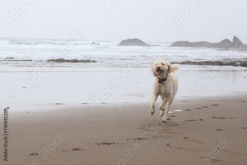 Happy dog enjoying the sand and beach with family.