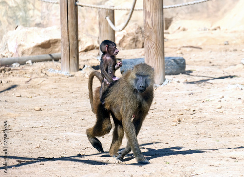 Female Guinea baboon (lat.- papio papio) giving her baby a piggyback ride photo