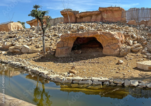 Nubian ibexes and goats (lat. Capra nubiana) in the zoo photo