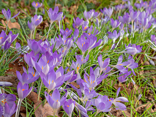 Pink crocus flowers in early spring in the forest or park