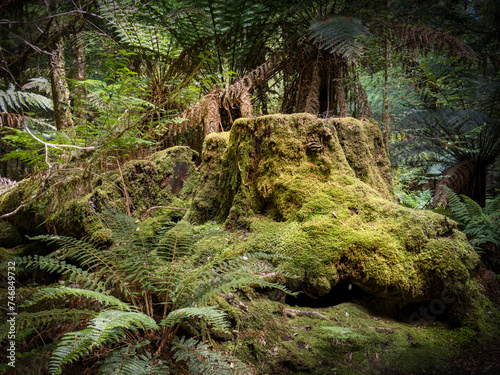 Mossy rocks and logs on the Tarkine forest floor