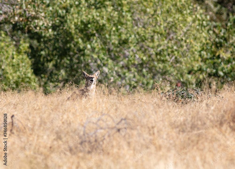 A California Coyote Watching Hikers from a Grassy Field