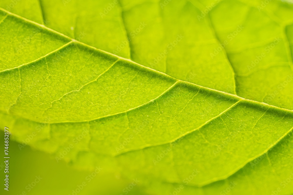 Leaf Texture, veins close-up, green leaf in nature.Background texture wallpaper. Back lit natural scene Leaf Texture, veins close-up, green leaf in nature.Background texture wallpaper. Back lit natural scene