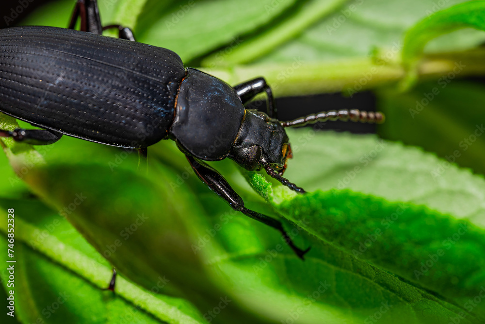 Darkling beetle. Coleoptera Carabidae Insects in Nature. Mealworm beetle Tenebrio molitor, a species of darkling beetle pest of grain and grain products as well as home products Darkling beetle. Coleoptera Carabidae Insects in Nature. Mealworm beetle Tenebrio molitor, a species of darkling beetle pest of grain and grain products as well as home products