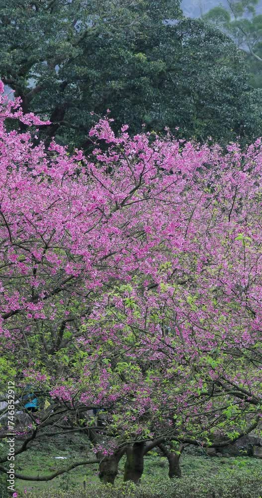 Spring, Taiwan, cherry blossoms, blooming, season, cherry blossom viewing Spring, Taiwan, cherry blossoms, blooming, season, cherry blossom viewing
