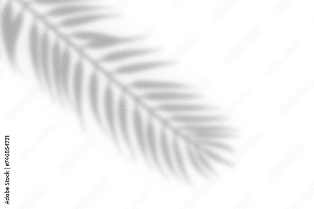 Realistic shadow from tropical plants leaf on white background. Tree branch shadow overlay effect, png file Realistic shadow from tropical plants leaf on white background. Tree branch shadow overlay effect, png file