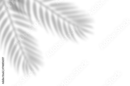 Realistic leaf shadow overlay effect isolated on transparent background. Tropical plant leaves blur shadows. element decoration, PNG file