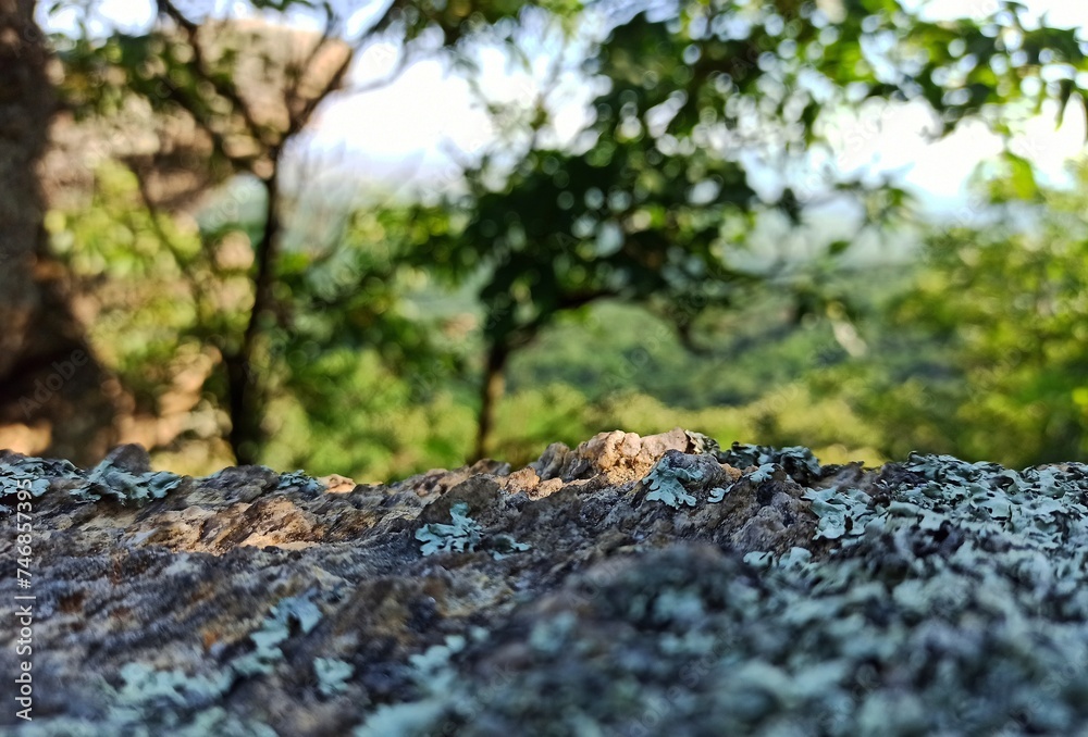 Afternoon atmosphere on a rock in the shade with a view of the deep forest and the rays of the sun penetrating through the branches of the trees.
Afternoon atmosphere on a rock in the shade with a view of the deep forest and the rays of the sun penetrating through the branches of the trees.