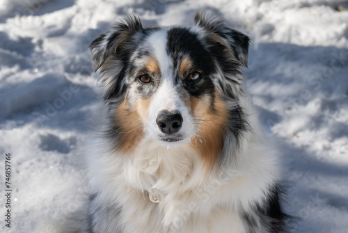 A closeup of an Australian shepherd puppy or Aussie with its mouth open and its long pink tongue hanging out. The young dog has brown, grey, white, and black fur. The dog has Corneal degeneration. © Dolores  Harvey