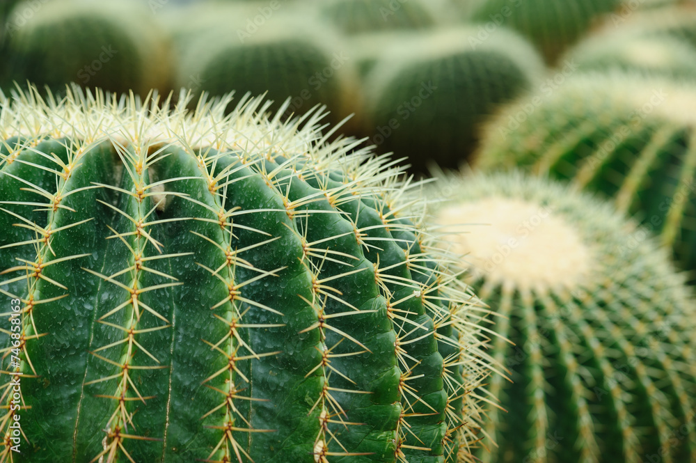 Green Cactus with Sharp Spikes Green Cactus with Sharp Spikes