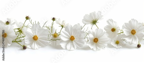 Elegant Minimalism: Delicate White Flowers on a Pure White Background © TheWaterMeloonProjec