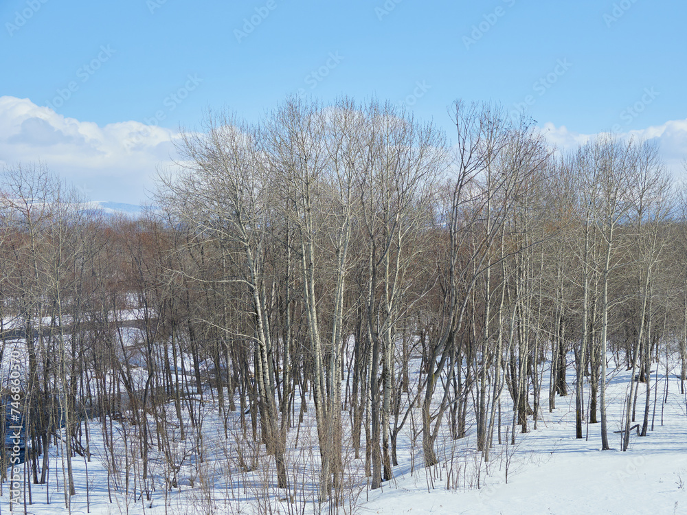 冬の北海道の旭川市の郊外の街の雪風景