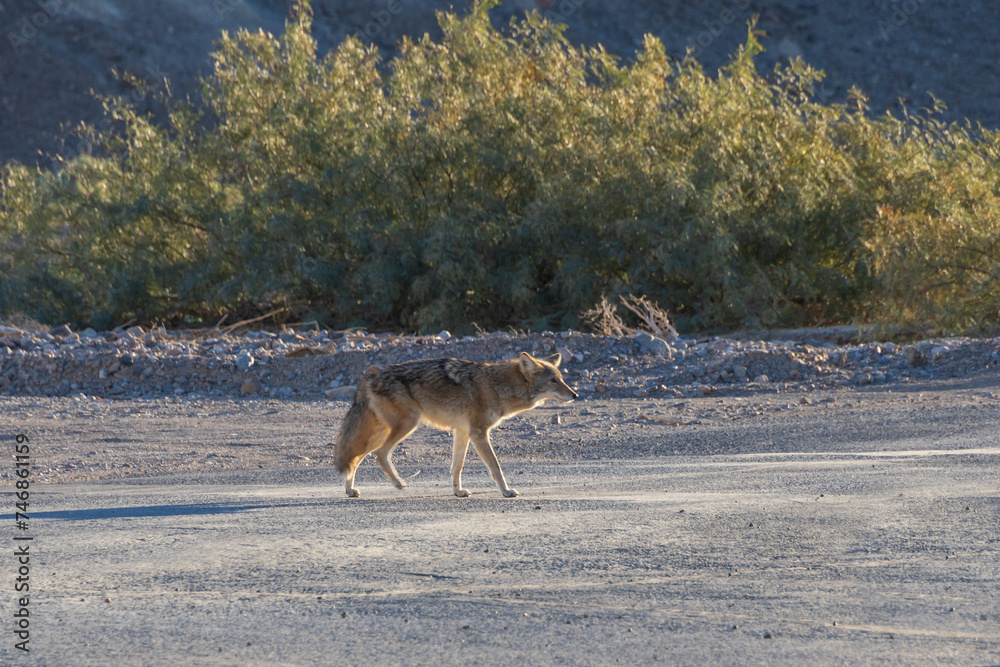 Fototapeta premium Coyote in the desert 