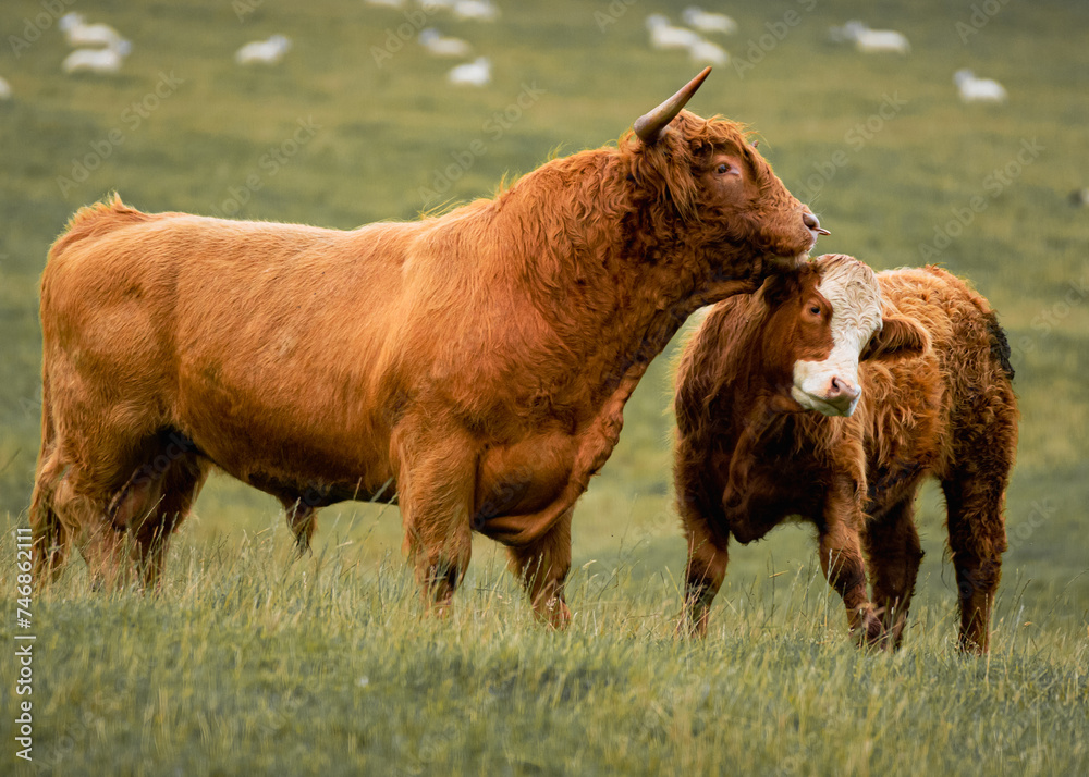 Fototapeta premium highland cow and bull