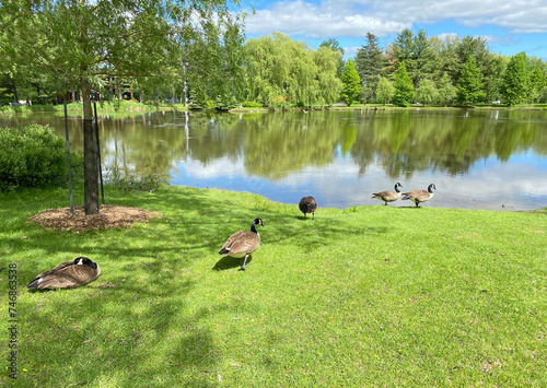 Geese feeding on the lawn. Barnacle goose laying down near a lake. Landscape, forest and peaceful pond in summer. photo