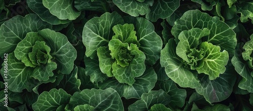 This close-up view showcases a bunch of vibrant green leafy plants, likely lettuce, flourishing outdoors in a farm setting. The leaves exhibit a healthy and thriving appearance, indicating optimal