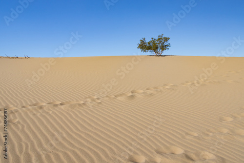 Tree on a sand dune with footprints in the sand at Mesquite Flat Sand Dunes, Death Valley National Park, California