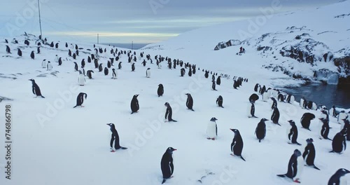 Gentoo penguins stand on ice hill in Antarctica. South Pole bird colony rest on snow. Winter arctic wildlife animal behavior, close up aerial drone flight footage. Beauty of wild untouched nature