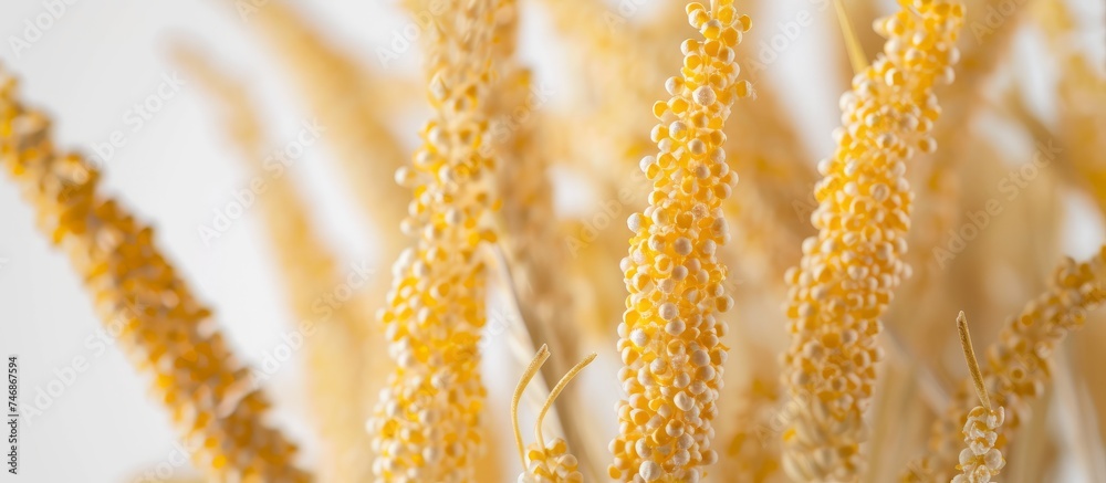 Vibrant Cluster of Yellow Flowers with Delicate White Stems for Botanical Background Vibrant Cluster of Yellow Flowers with Delicate White Stems for Botanical Background