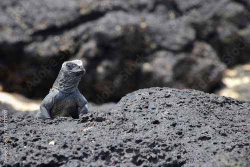 Small Galapagos iguana sunbathing on a rock photo