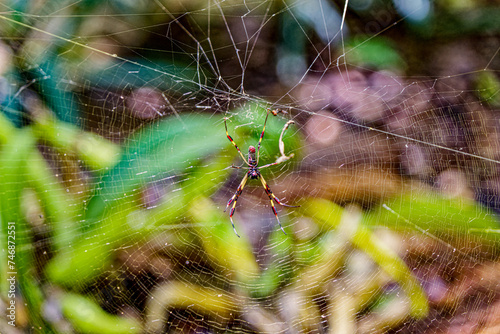 Golden silk orb-weaver Spider © dbvirago