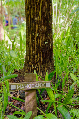 Mahogany Tree in Roatan © dbvirago