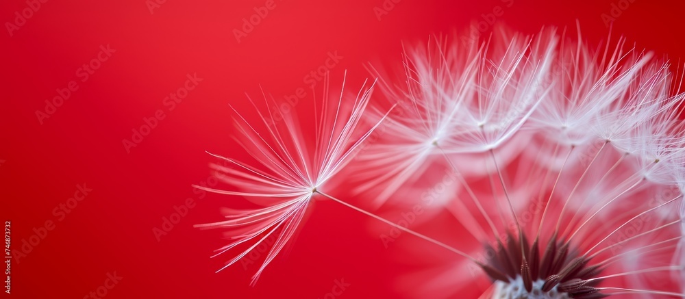 A close up of a dandelion flower on a vibrant red background, set against a sky with fluffy clouds. The magenta petals stand out beautifully in this picturesque scene.