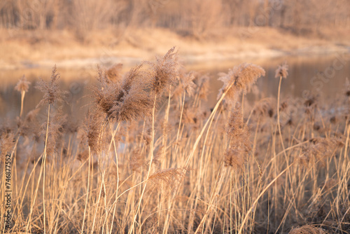Reed flowers in the winter