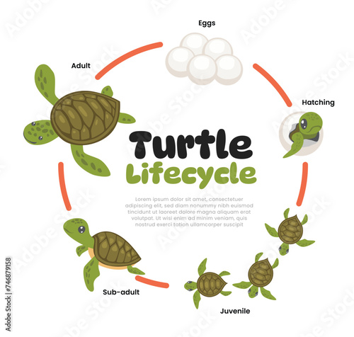 Turtle life cycle evolution. Cartoon caterpillar insects metamorphosis stages eggs, hatching, juvenile, and adult tortoise wildlife growing transformation, biology education poster for kid.