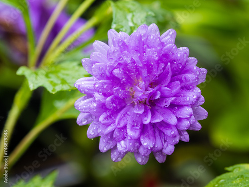 Aster flower blossom in garden