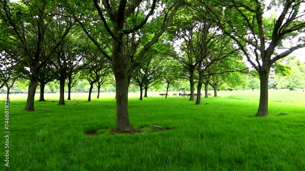 Expanse of grass and trees in Phoenix Park, wild deers wander in distance. Dublin, Ireland Expanse of grass and trees in Phoenix Park, wild deers wander in distance. Dublin, Ireland