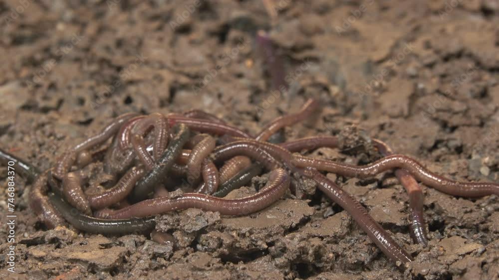 Group of earthworm crawling on the dirt Group of earthworm crawling on the dirt