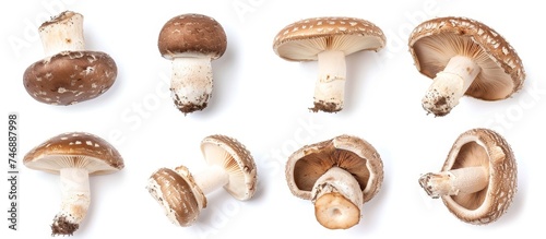 Various mushrooms of different types are displayed on a plain white background, showcasing the diversity of shapes and sizes. The mix of textures and hues creates a visually appealing composition.