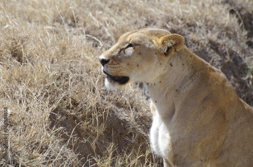 Naklejka premium Close-Up of Lioness at the End of the Dry Season in October, Tanzania, Africa 