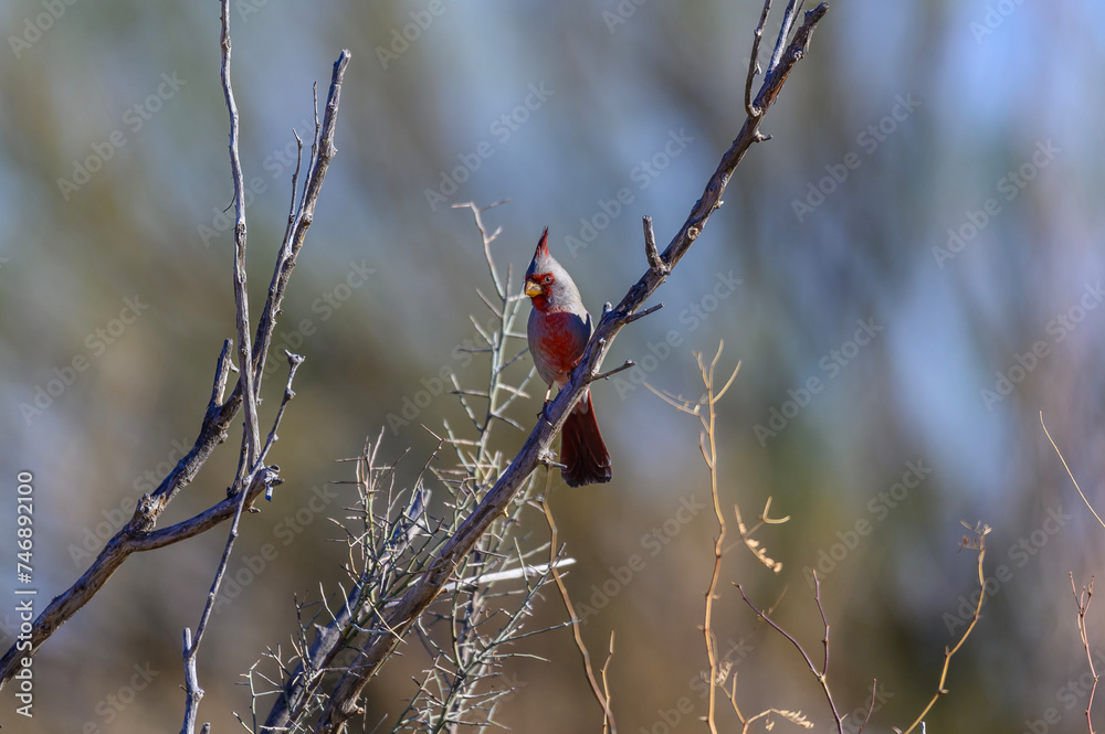 Pyrrhuloxia at Big Bend National Park, in Southwest Texas. Pyrrhuloxia at Big Bend National Park, in Southwest Texas.