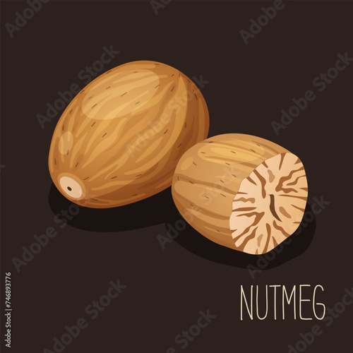 Vector illustration with nutmeg.
