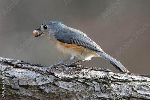 Tufted titmouse on a log.
