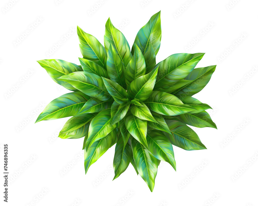 Top view of green plant on transparent background