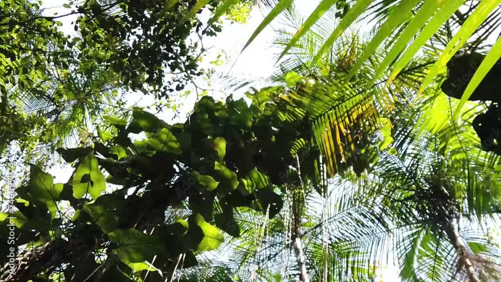Floresta atlântica vista de baixo para cima Floresta atlântica vista de baixo para cima