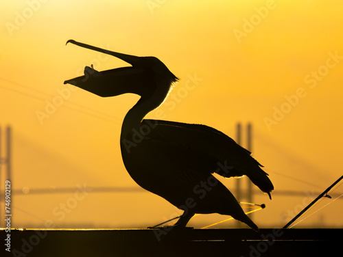 silhouette of a pelican eating a fish while perched on a fishing pier with a bridge in the background at sunset