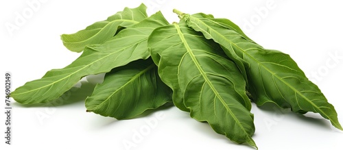 A collection of vibrant green soursop leaves stacked neatly on a clean white surface. The leaves are of various sizes and shades of green, creating a visually appealing contrast against the white photo
