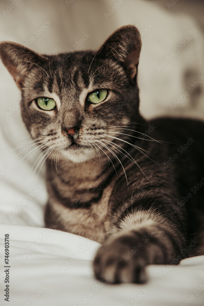 portrait of a cat with snot nose green eyes portrait of a cat with snot nose green eyes