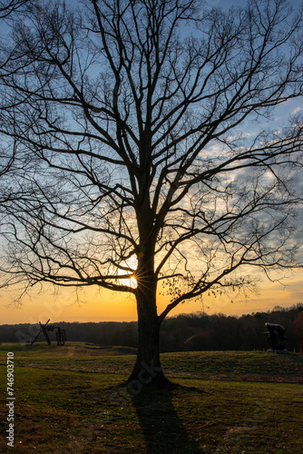 Giant Oak Tree at Sunrise