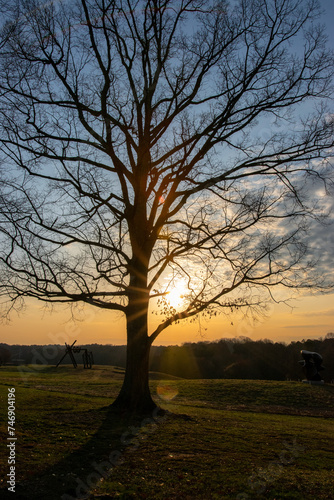 Giant Oak Tree at Sunrise