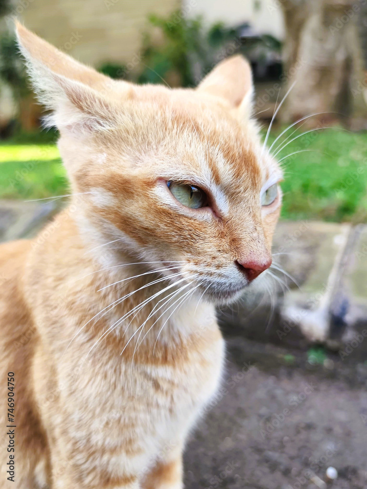 A beautiful ginger cat with sharp green eyes and pointed ears just chilling around in a neighborhood. 